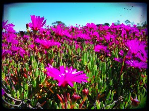 flowers of gratitude