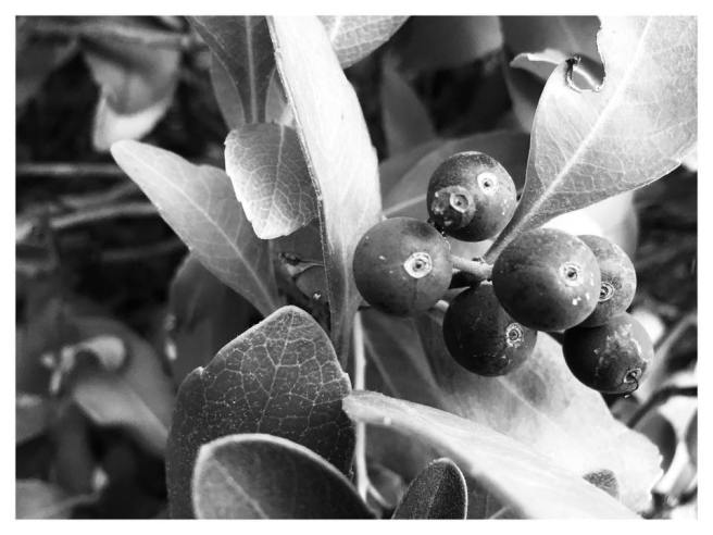 front yard berries